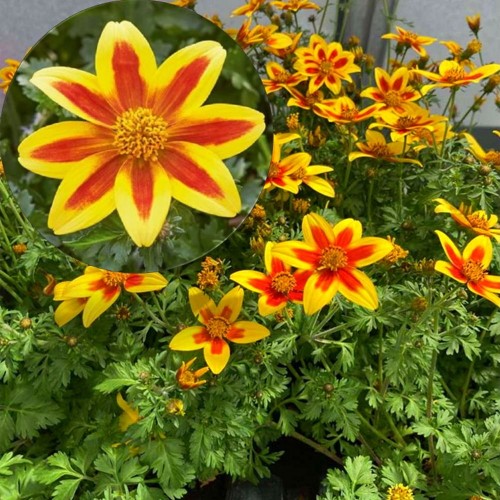 Bidens ferulifolia 'Taka Tuka® M Yellow Red Star' - Feerulalehine ruse 'Taka Tuka® M Yellow Red Star' P9/0,55L